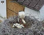 Capi_Dubne_20260612_131502.jpg