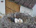 Capi_Dubne_20260612_132002.jpg