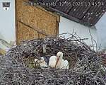 Capi_Dubne_20260612_134504.jpg