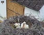 Capi_Dubne_20260612_140003.jpg