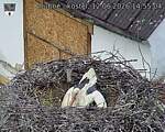 Capi_Dubne_20260612_145504.jpg