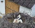 Capi_Dubne_20260612_150004.jpg