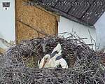 Capi_Dubne_20260612_151504.jpg