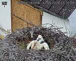 Capi_Dubne_20260612_153004.jpg