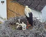 Capi_Dubne_20260612_160502.jpg