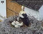 Capi_Dubne_20260612_162004.jpg