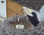 Capi_Dubne_20260612_164003.jpg