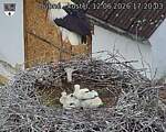 Capi_Dubne_20260612_172003.jpg