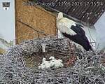 Capi_Dubne_20260612_173504.jpg