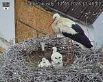 Capi_Dubne_20260612_174002.jpg