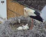 Capi_Dubne_20260612_175003.jpg