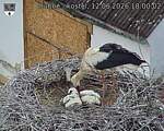 Capi_Dubne_20260612_180002.jpg