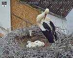 Capi_Dubne_20260612_180503.jpg