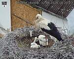 Capi_Dubne_20260612_182003.jpg
