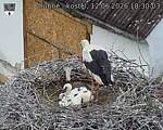 Capi_Dubne_20260612_183003.jpg