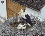 Capi_Dubne_20260612_185003.jpg