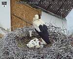 Capi_Dubne_20260612_185504.jpg