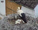 Capi_Dubne_20260612_190003.jpg