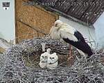 Capi_Dubne_20260612_190502.jpg