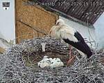 Capi_Dubne_20260612_191004.jpg