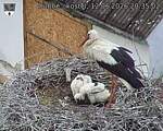 Capi_Dubne_20260612_203502.jpg