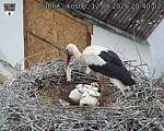 Capi_Dubne_20260612_204002.jpg