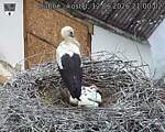 Capi_Dubne_20260612_210002.jpg