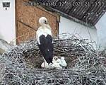Capi_Dubne_20260612_211003.jpg