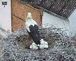 Capi_Dubne_20260612_211502.jpg