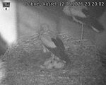 Capi_Dubne_20260612_232002.jpg