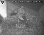 Capi_Dubne_20260613_000003.jpg