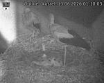 Capi_Dubne_20260613_011003.jpg