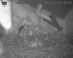 Capi_Dubne_20260613_014002.jpg