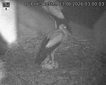 Capi_Dubne_20260613_030003.jpg