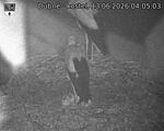 Capi_Dubne_20260613_040503.jpg