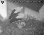 Capi_Dubne_20260613_043002.jpg
