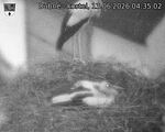 Capi_Dubne_20260613_043502.jpg