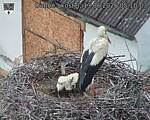 Capi_Dubne_20260613_051003.jpg