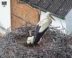 Capi_Dubne_20260613_051502.jpg