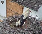 Capi_Dubne_20260613_053002.jpg