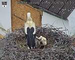 Capi_Dubne_20260613_061003.jpg