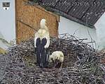 Capi_Dubne_20260613_061503.jpg