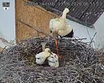 Capi_Dubne_20260613_065503.jpg