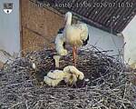 Capi_Dubne_20260613_071002.jpg