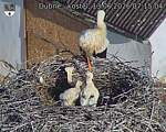 Capi_Dubne_20260613_071504.jpg