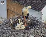 Capi_Dubne_20260613_072003.jpg