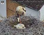 Capi_Dubne_20260613_074004.jpg