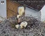 Capi_Dubne_20260613_075004.jpg