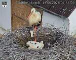 Capi_Dubne_20260613_075503.jpg
