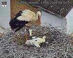Capi_Dubne_20260613_080503.jpg